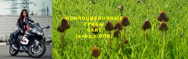 СК Зерноград